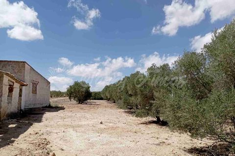 Landejendom i Yecla, Murcia, Yecla - € 49.995 | Ref: SF0390 - foto 14